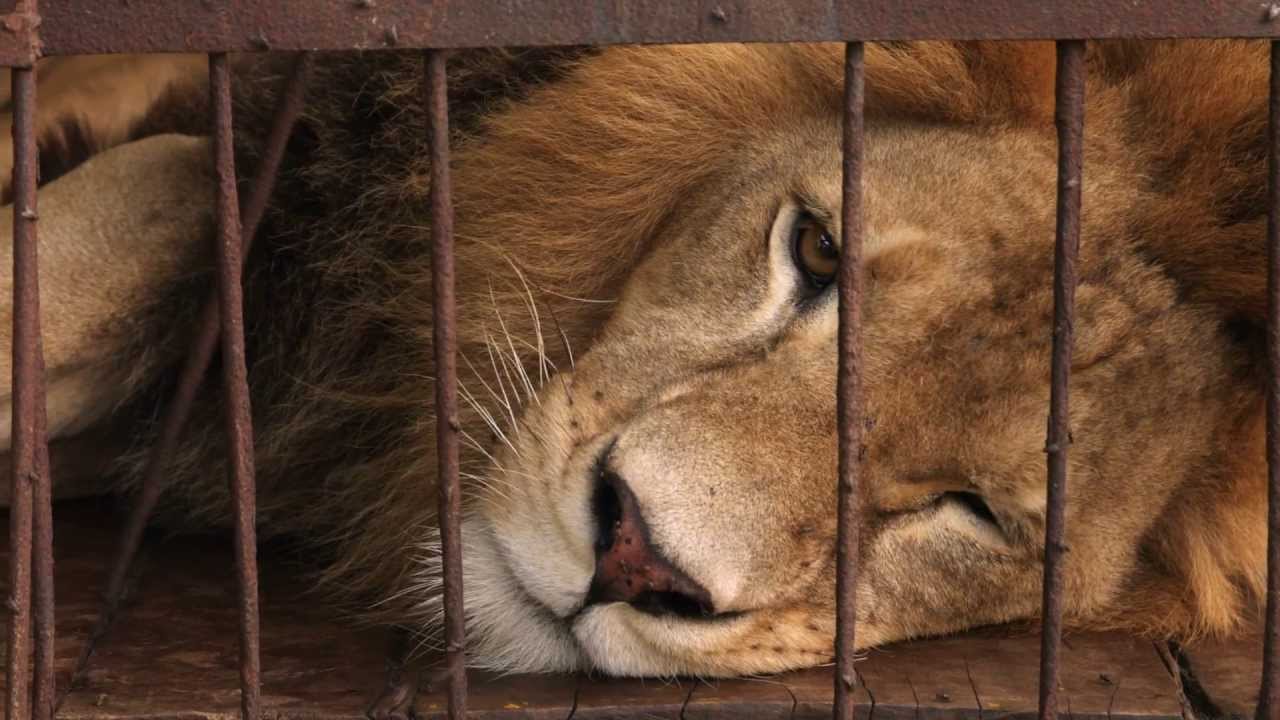 Interview: Tim Phillips’ Inspiring ‘Lion Ark’ Documents the Most Thrilling Animal Rescue in History